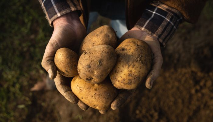 Campo de cultivo de Patatas Fernando